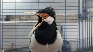 Download lagu Burung Jalak Suren Gacor Mompa Full Variasi - Pancingan Jalak Suren agar Gacor Full Isian Mewah mp3 Download lagu Burung Jalak Suren Gacor Mompa Full Variasi - Pancingan Jalak Suren agar Gacor Full Isian Mewah mp3