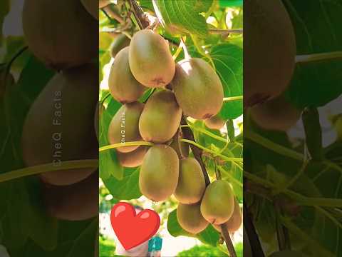 fresh fruit and vegetables are unbelievably Grown in #shorts #plants #farming