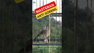 Download lagu siri siri gacor #sirisirigacor #sirisirikecil #siri #masteransirisiri #masteranburung #masteranmurai mp3 Download lagu siri siri gacor #sirisirigacor #sirisirikecil #siri #masteransirisiri #masteranburung #masteranmurai mp3