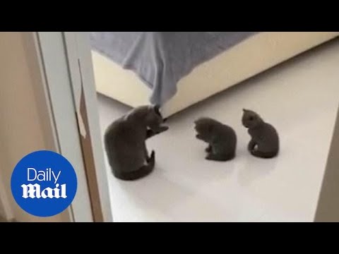 Adorable kittens mimic their mother as they wash their faces