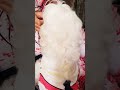 Hi Olivia Nice Hair ️ ️ ️ Shorts Puppy Pets Dog