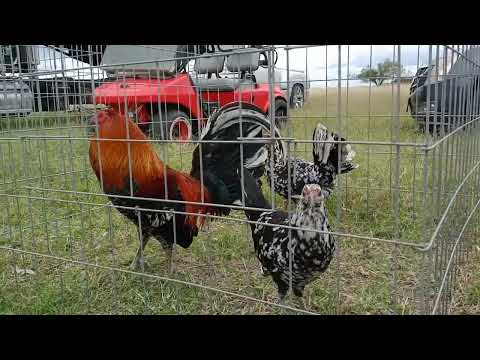 Black Deville Spangles, Slick Lizard Sweaters, and Mel Simms Blacks at the Cadillac Ranch KIKIRIKIKI