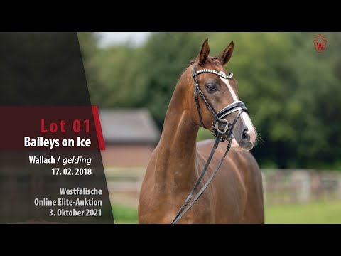 Online Elite-Auktion Lot 01 Baileys on Ice Wallach von Benicio - Florestan I