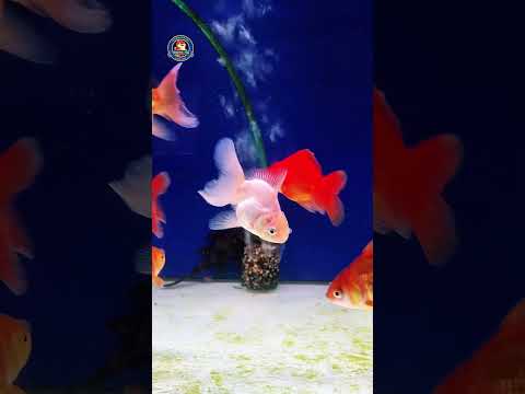 Video Thumb