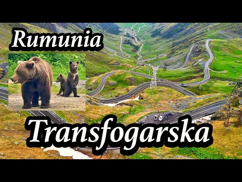 Bears - Romania and the most beautiful Transfagarasan route
