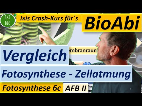 Vergleich Photosynthese + Zellatmung, Nutzung Basiskonzepte Struktur + Funktion Stoff-Energiewechsel
