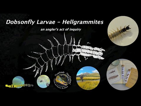 Dobsonfly Larvae -Helgrammites 