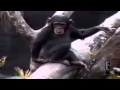 Funny Videos Monkey Smells Finger From Ass Falls Off Tree 360p