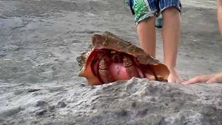 Giant hermit crab in a huge conch shell