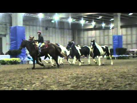 tropilla cavalli argentini - All. EXCALIBUR