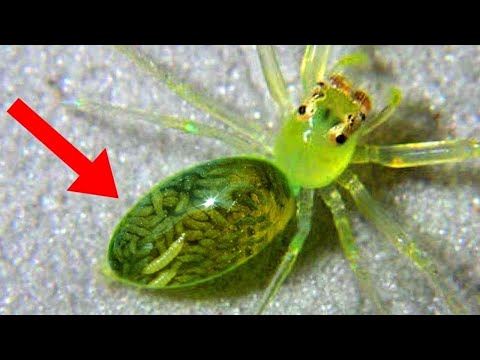 3 creatures in nature that can control minds