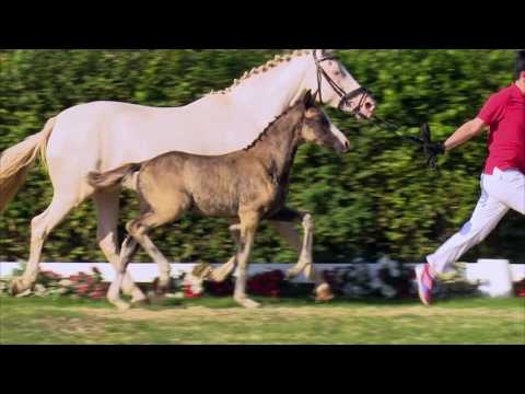 65 Valdi  HF v. Valido`s Highlight - FS ChampiondL