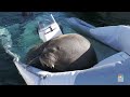 Sunbathing Walrus Sinks Boats In Norway