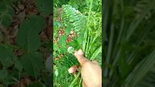 Download lagu Perbedaan Pakis yg bisa d makan dan tidak bisa d makan mp3