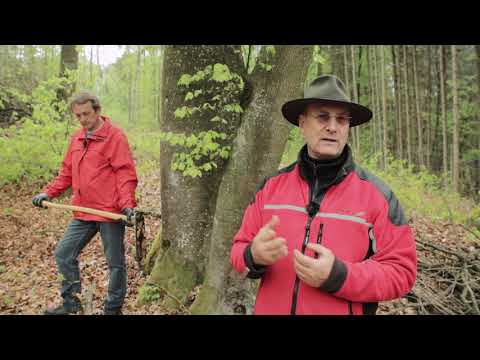 Wurzelnackte Pflanzung von Eiben, Elsbeeren und Douglasien