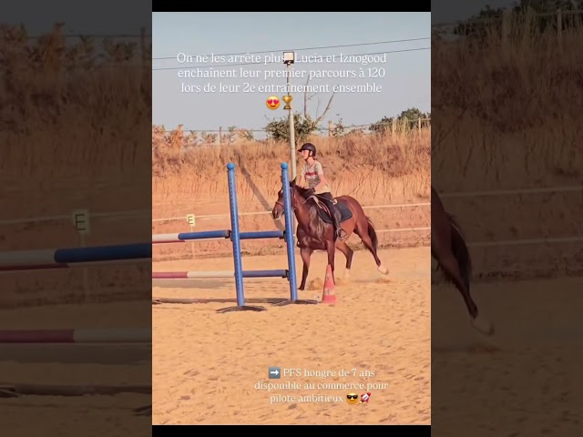 Poney Fran&ccedil;ais de selle D , 1m49 &agrave; vendre 