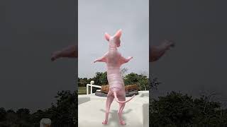 Download lagu Kucing lucu #shotsfeed #lucu #video kucing #kehidupan hewan #trending #video viral #kutipan #video pendek #komedi mp3 Download lagu Kucing lucu #shotsfeed #lucu #video kucing #kehidupan hewan #trending #video viral #kutipan #video pendek #komedi mp3