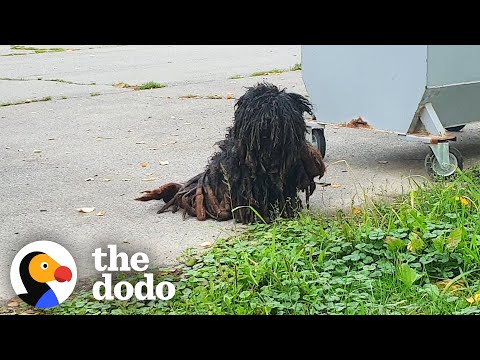 The Most Dramatic Rescue Dog Transformations | The Dodo