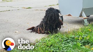 The Most Dramatic Rescue Dog Transformations | The Dodo
