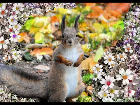 Oiva utelias orava, unitarina lapsille