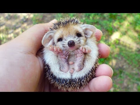 THE CUTEST PETS In The World