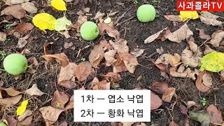 잎 다 떨어지네. 갈반인가 생리장해인가 (2020.07.14)