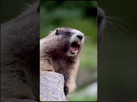 Ezekiel the Gopher “What’s Your Name?” #funnyshorts