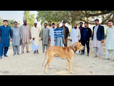 Bully Kutta Janu Home Bloodline Pakistani Owner Malik Aashiq Awan 2023 by @fmnewstv