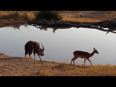Djuma: Impalas and Nyala bull - 07:47 - 07/06/19