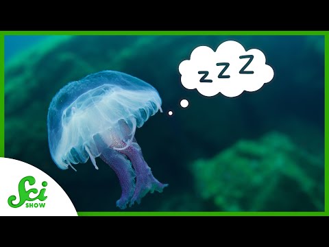 先有腦還是先有睡眠？其實不用腦也可以睡覺？！（Do You Need a Brain to Sleep?）