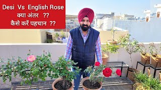 Desi gulab vs English rose क्या अंत�