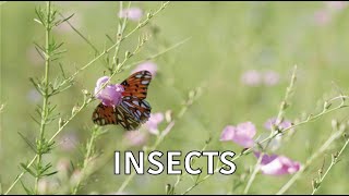 Coastal Kingdom | Season 5, Episode 2 – ‘Insects' | Full Episode
