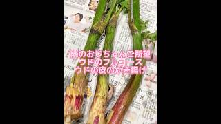 隣のおじちゃんからのリクエストウド料理 #料理 #簡単レシピ #山菜 ##おつまみ