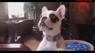 Funny and Cute animal sounds Funny cats sounds and dogs compilation 2017