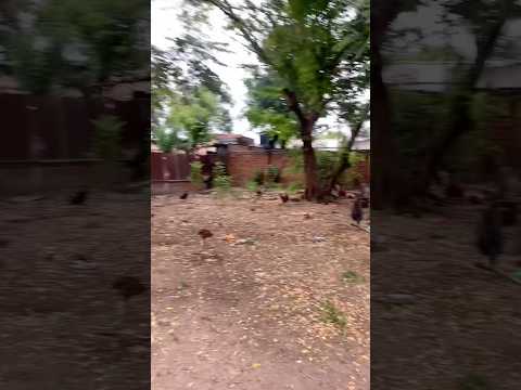 Venta Casa Lote de 300m² en El Zulia, Norte de Santander. Listo para construir, excelente ubicación