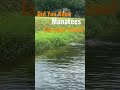 Manatees Eating Your Lawn, these awesome creatures Eat Everything!