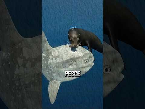 L'animale più assurdo dell'oceano! 🐟😱