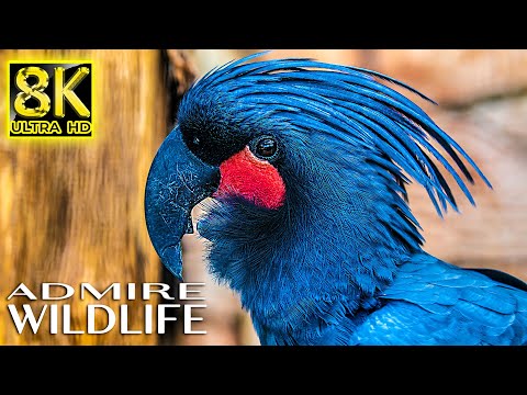 Admire Wildlife of Animals & Wildlife in 8K ULTRA HD • Relaxing Music and Nature Sounds 8K TV