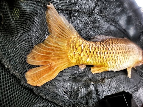 Udana zasiadka i Karpio-amur ?