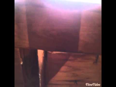 Mud Dauber Wasp Nest in Manalapan, NJ