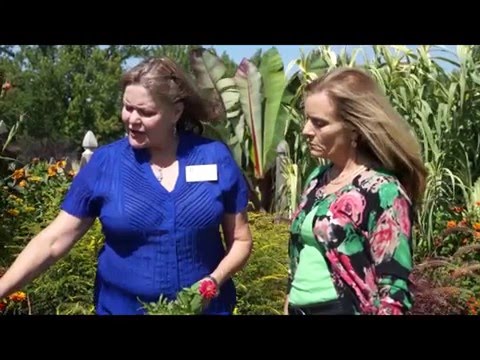 download lagu mp3 mp4 Hosta Carolina Sunshine, download lagu Hosta Carolina Sunshine gratis, unduh video klip Hosta Carolina Sunshine