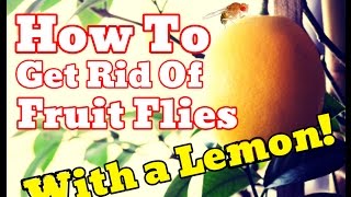 [PROOF] How To Get Rid Of Fruit Flies WITHOUT Apple Cider Vinegar - Use Lemons