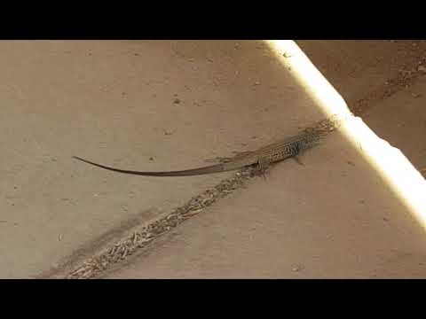 This little lizard was fun to watch, we were brought here for a geocache but there were two lizards eating up the ants.