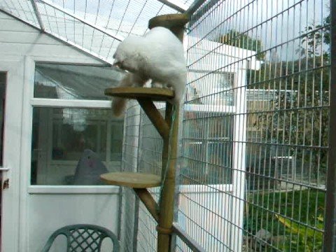 Nazir having a frolic