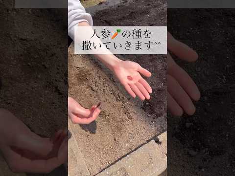 ニンジンの種まきと植え付けのステップバイステップガイド