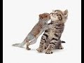 Cute Cat and Squirrel Playing