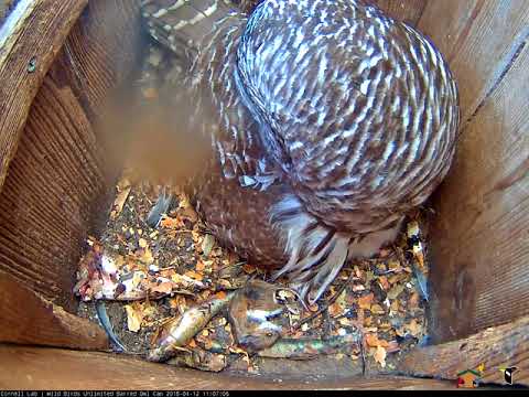 Barred Owls Hooting In A Late Morning Duet – Arpil 12, 2018