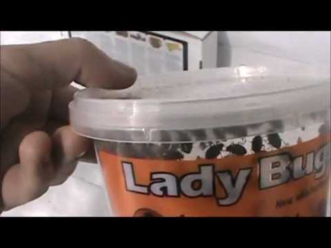 How To Use Ladybugs On Cannabis Plants - Ladybug Care and Breeding