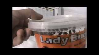 How To Use Ladybugs On Cannabis Plants - Ladybug Care and Breeding
