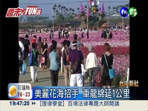 漫步在花海 新社車龍綿延1公里